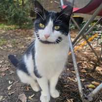 Thumbnail photo of Mr. Moo #1