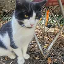 Thumbnail photo of Mr. Moo #2