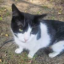 Thumbnail photo of Mr. Moo #3