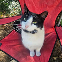 Thumbnail photo of Mr. Moo #4