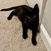 Thumbnail photo of Dexter #1