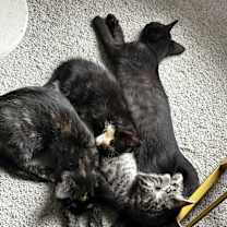 Thumbnail photo of Dexter #3