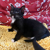 Thumbnail photo of Antonia #2