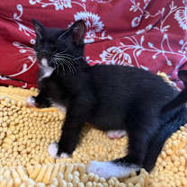 Thumbnail photo of Antonia #3