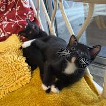 Thumbnail photo of Antonia #4