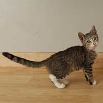 Thumbnail photo of Harlow C66453 #3