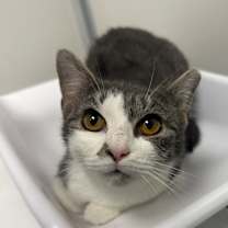 Thumbnail photo of Buffy #1