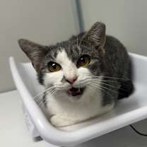 Thumbnail photo of Buffy #2