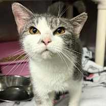 Thumbnail photo of Buffy #4