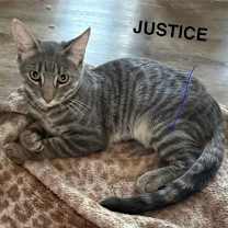 Thumbnail photo of Justice #1