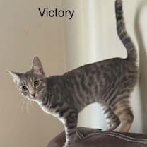 Thumbnail photo of Victory #1