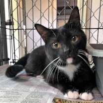 Thumbnail photo of ChinChin (brother to Eve) #2