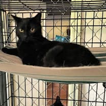 Thumbnail photo of ChinChin (brother to Eve) #4