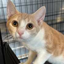 Thumbnail photo of Peaches #2