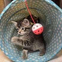 Thumbnail photo of Bagel #3