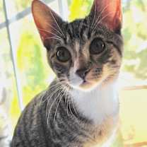 Thumbnail photo of Melrose aka "Willow" #1