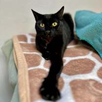 Thumbnail photo of Shadow #2