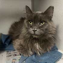 Thumbnail photo of Chunky Monkey #2