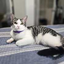 Thumbnail photo of Pixie #1