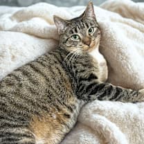 Thumbnail photo of Dottie #3