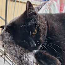 Thumbnail photo of Licorice #2