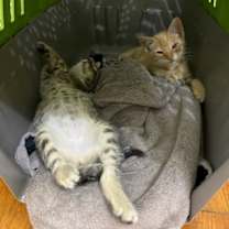 Thumbnail photo of Patricia #4