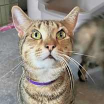 Thumbnail photo of Remus #2