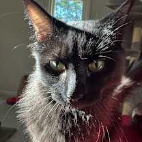 Thumbnail photo of Spooky #2