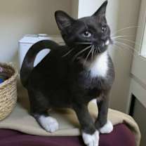 Thumbnail photo of Mister #2