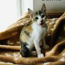 Thumbnail photo of SALINA #2