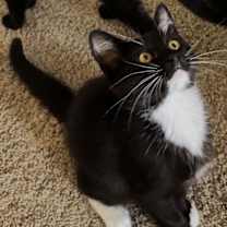 adopt-pet