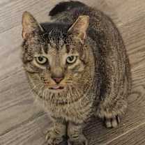 Thumbnail photo of Barre Hoopes #2