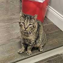 Thumbnail photo of Barre Hoopes #3