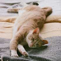 Thumbnail photo of Maple Creemee #2