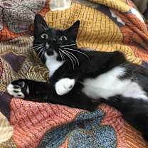 Thumbnail photo of Sascha Walton #3