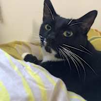 Thumbnail photo of Sascha Walton #4