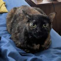 Thumbnail photo of Emmy #1