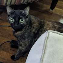 Thumbnail photo of Emmy #2