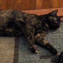 Thumbnail photo of Emmy #3