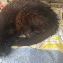 Thumbnail photo of Reggie #4