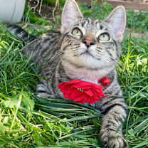 Thumbnail photo of Lily #1