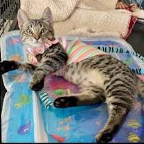 Thumbnail photo of Lily #2