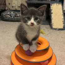 adopt a pet