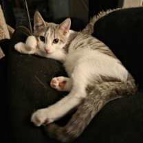 Thumbnail photo of Gandalf #1