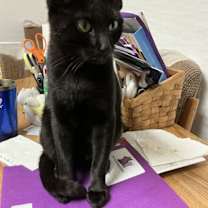 Thumbnail photo of Swiper #2