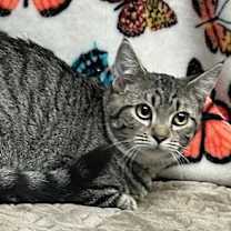 Thumbnail photo of 250741  Lamb #1