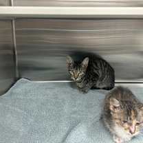 Thumbnail photo of Starscream #2