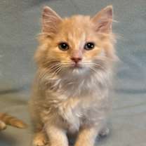 Thumbnail photo of Gizmo #2