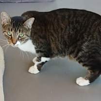 Thumbnail photo of Fable #1