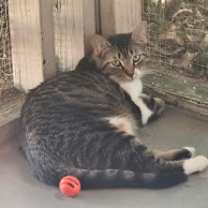 Thumbnail photo of Fable #2